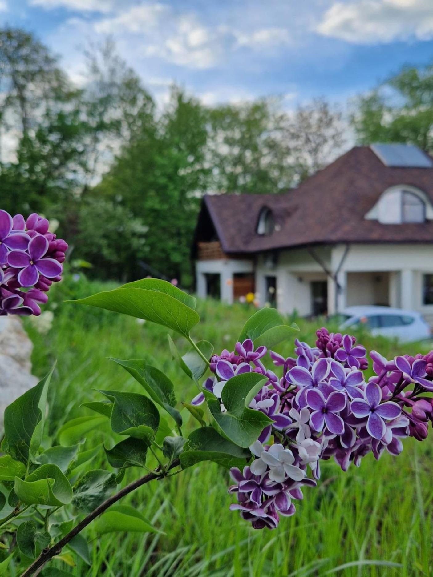 Provence Suceava Otel Dış mekan fotoğraf