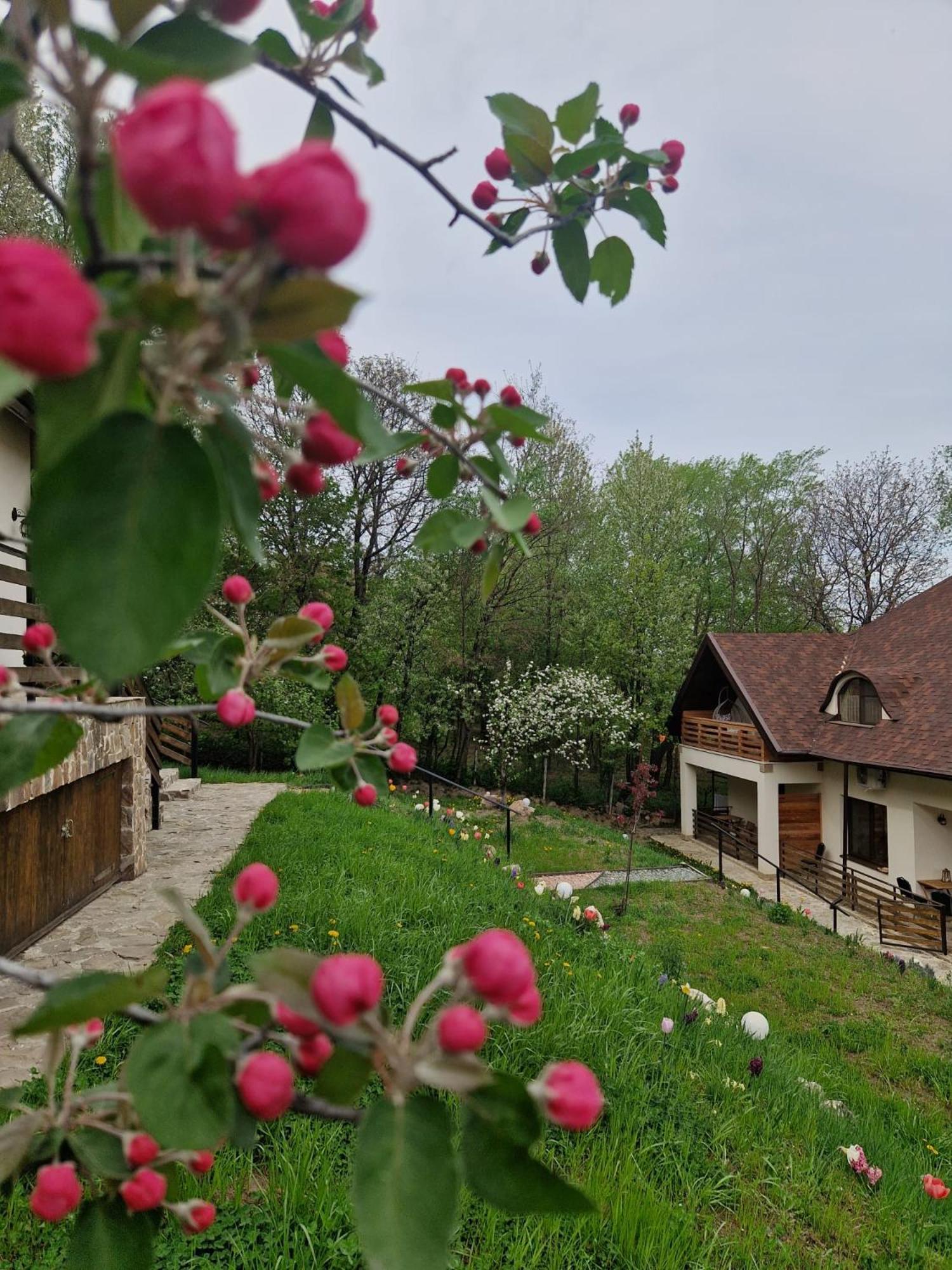 Provence Suceava Otel Dış mekan fotoğraf